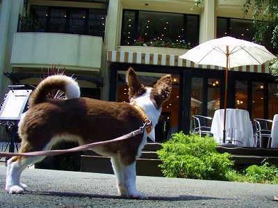 オススメ・おでかけ・レストラン