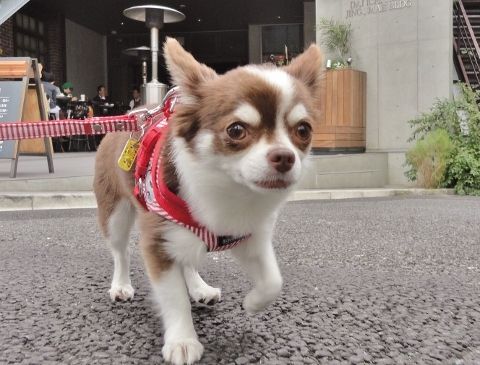 オススメ・おでかけ・レストラン