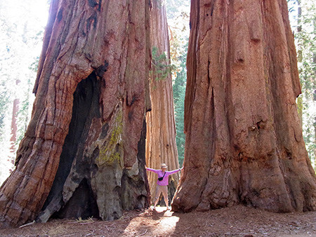 sequoia4