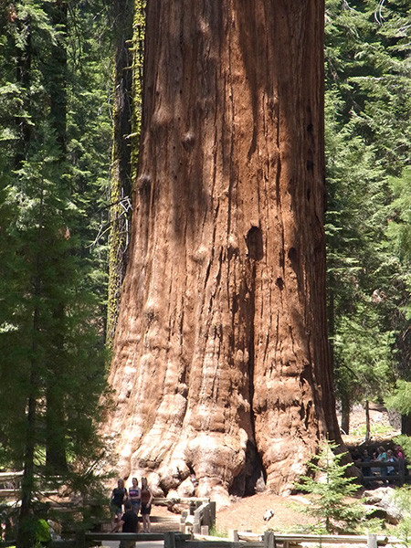 sequoia1