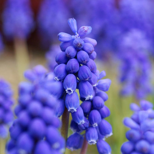 日陰でもあきらめない ガーデニングその2 Diyアドバイザーyukiのｄｉｙ日和