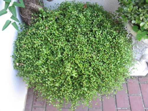 日陰でもあきらめない ガーデニングその1 Diyアドバイザーyukiのdiy日和 日陰でもあきらめない ガーデニングその1 Diyアドバイザーyukiのdiy日和