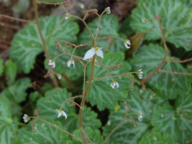 日陰でもあきらめない ガーデニングその1 Diyアドバイザーyukiのｄｉｙ日和