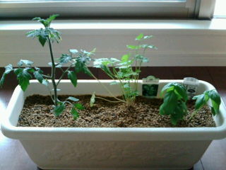ミニトマト寄せ植え ベランダで野菜づくり