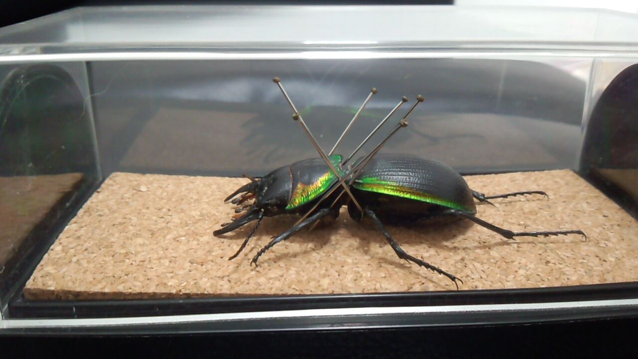 標本 アカヘリエンマゴミムシ ドイツ箱 標本 アカヘリエンマゴミムシ ドイツ箱 - メルカリ