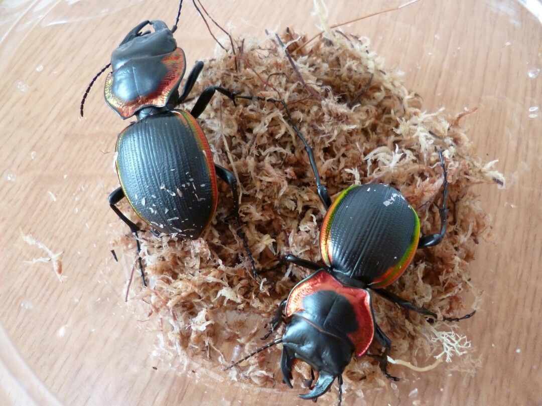 ロイヤリティフリー ヒョウタンゴミムシ 飼育 人気の画像をダウンロードする ロイヤリティフリー ヒョウタンゴミムシ 飼育 人気の画像をダウンロードする