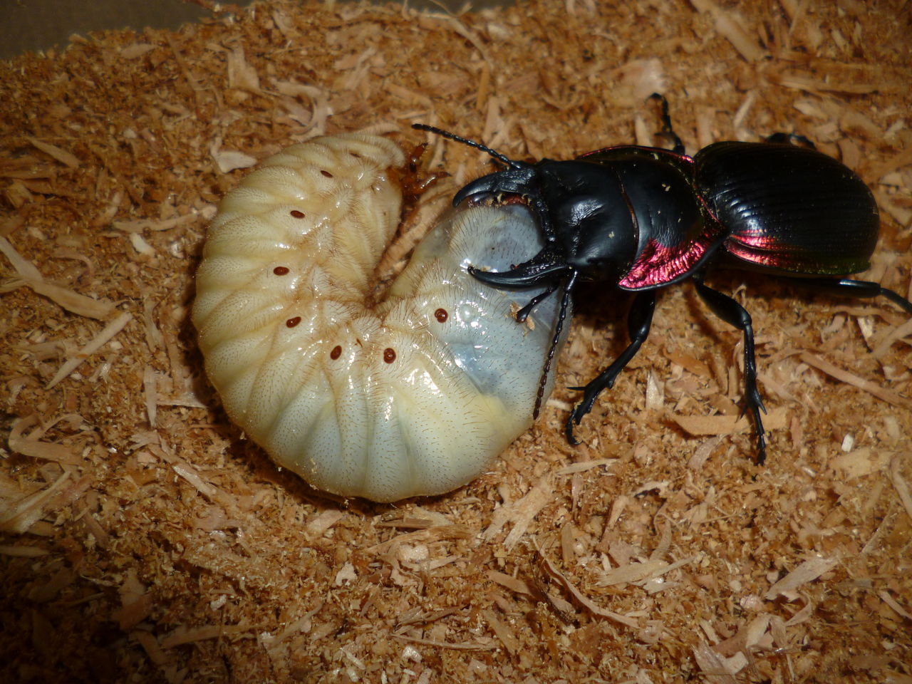 アカヘリエンマゴミムシの飼育記録 Viva Anfibio