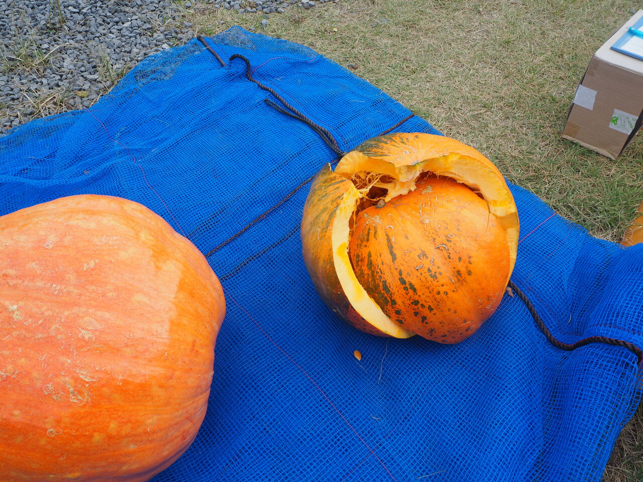 どでか ぼちゃ重さ 当てクイズ 当選者発表 つりのあとも 楽しい 湯来つり堀