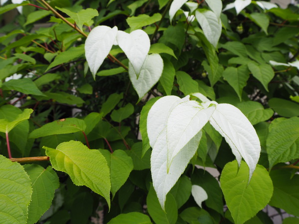 P6040379