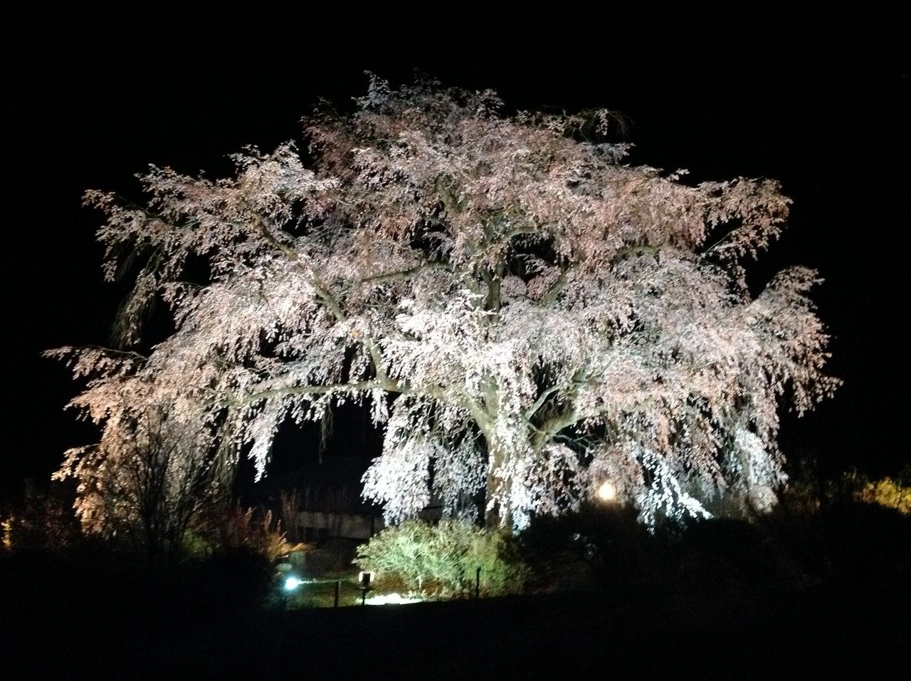 つり堀のご近所 湯の山温泉しだれ桜がただいま満開ですよ つりのあとも 楽しい 湯来つり堀 つり堀のご近所 湯の山温泉しだれ桜がただいま満開ですよ つりのあとも 楽しい 湯来つり堀