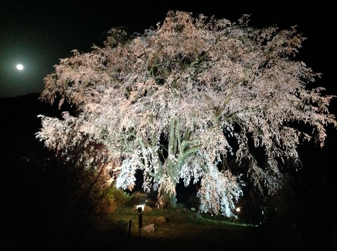 つり堀のご近所 湯の山温泉しだれ桜がただいま満開ですよ つりのあとも 楽しい 湯来つり堀 つり堀のご近所 湯の山温泉しだれ桜がただいま満開ですよ つりのあとも 楽しい 湯来つり堀