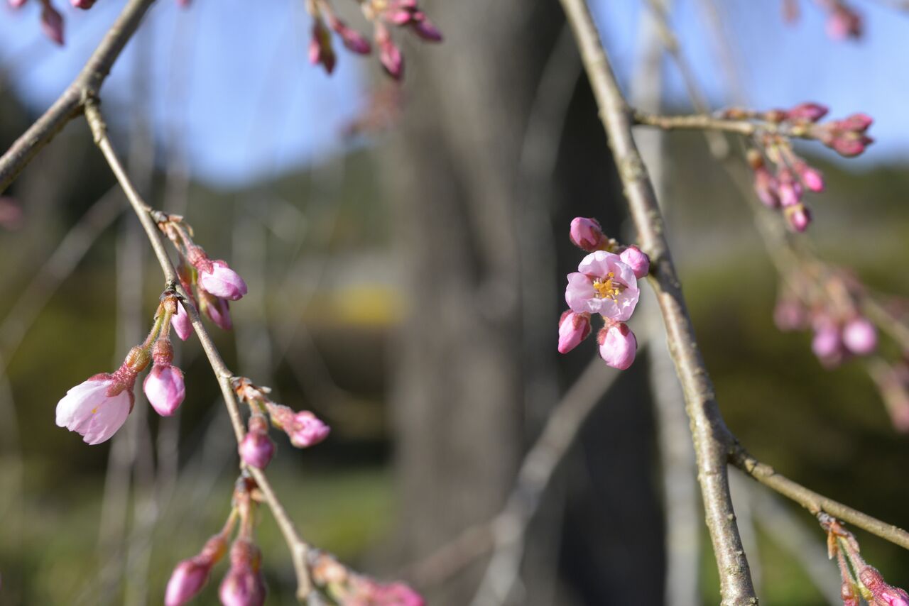 ことしも 桜 咲く咲く よかった つりのあとも 楽しい 湯来つり堀