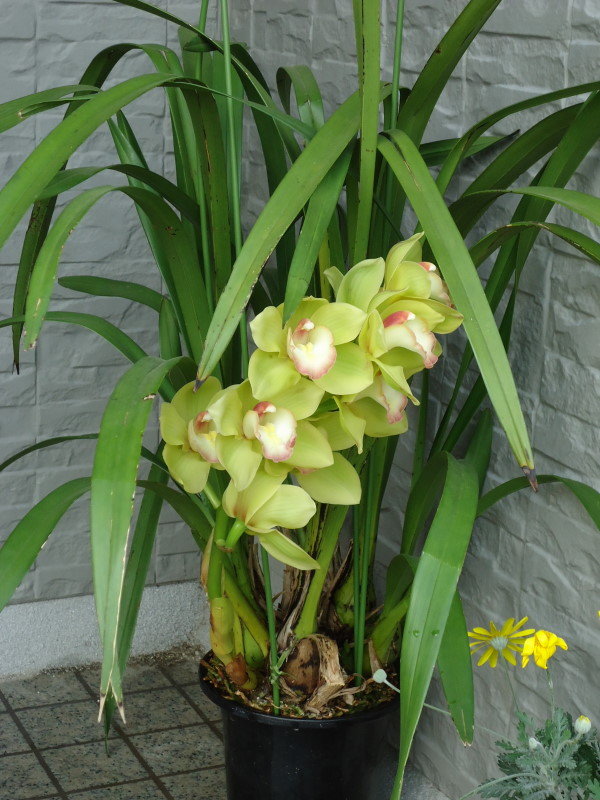 シンビジウム 遅い開花です コロコロ ゴロゴロ な日々