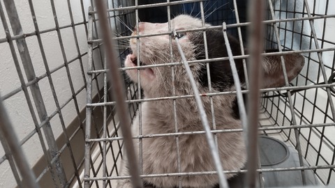 HORIZON_0001_BURST20220326110724240_COVER