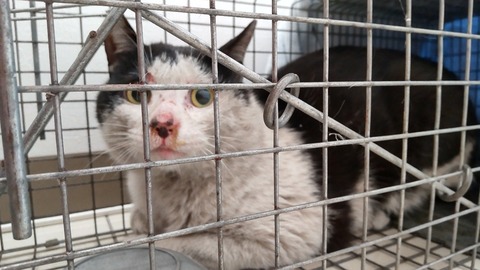 HORIZON_0001_BURST20220326111619052_COVER