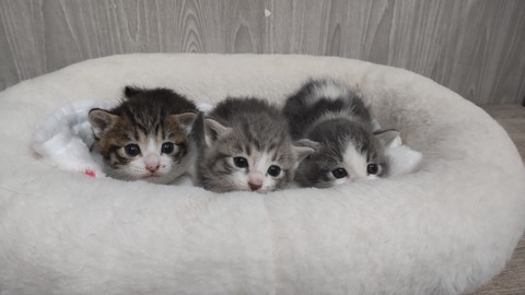 CENTER_0001_BURST20220430201339848_COVER