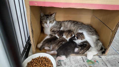 HORIZON_0001_BURST20220601143212524_COVER