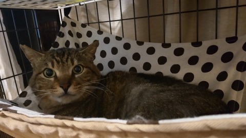 HORIZON_0001_BURST20220508220559772_COVER