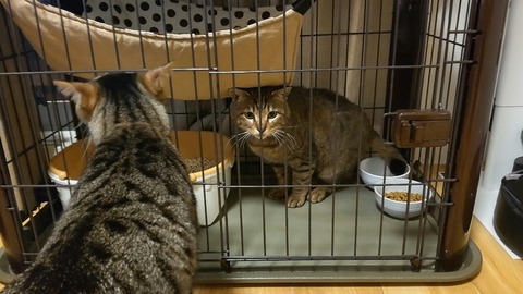 HORIZON_0002_BURST20220509034356035