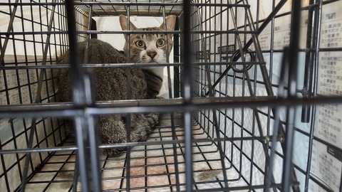 HORIZON_0001_BURST20210830153026218_COVER