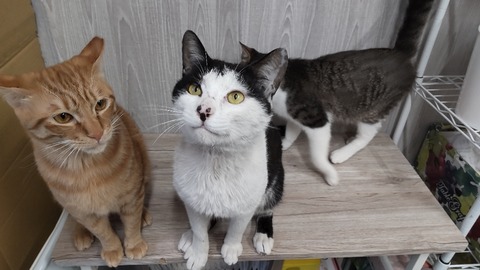 CENTER_0001_BURST20220407101337200_COVER