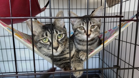 CENTER_0001_BURST20220819171503241_COVER