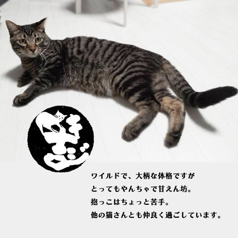 ゆきねこ投稿_ずっとの家族_キジ吉2