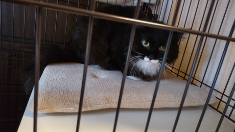 HORIZON_0001_BURST20220403112423521_COVER