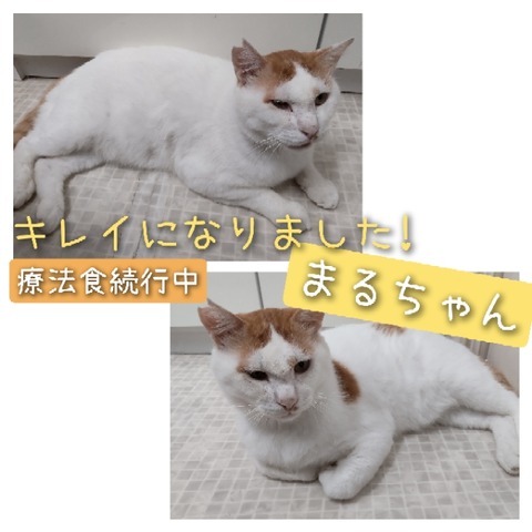 GridArt_20220714_223725619