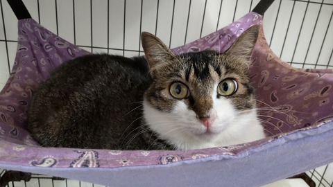 HORIZON_0001_BURST20220701192000863_COVER