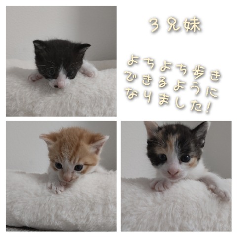 GridArt_20220824_001816044