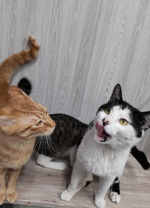 22-04-08-23-25-16-027_deco