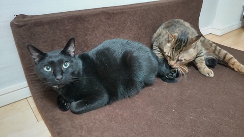 HORIZON_0001_BURST20220528102249383_COVER