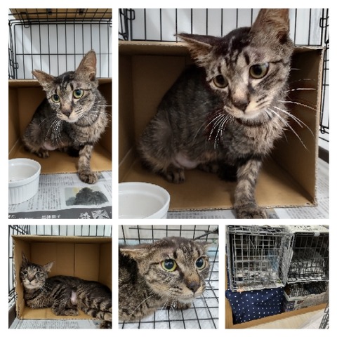 GridArt_20220711_160333229