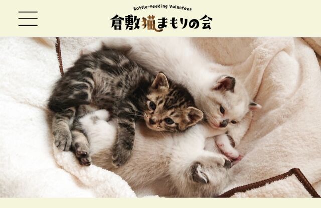 倉敷猫まもりの様より応援メッセージ 工場から従業員さんによって救出された猫たち 近況報告 Yukianimalsのブログ