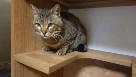 HORIZON_0001_BURST20220509033619167_COVER