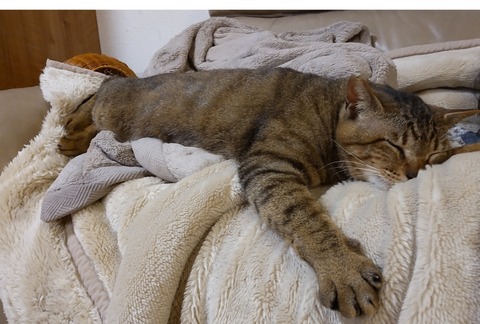 22-06-03-01-21-03-457_deco