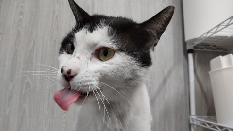 HORIZON_0001_BURST20220407101203801_COVER