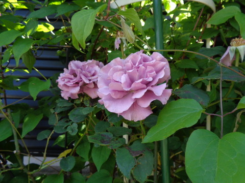 DSC00837
