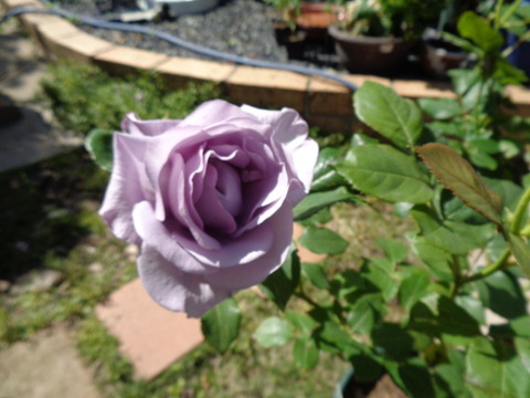 DSC00847