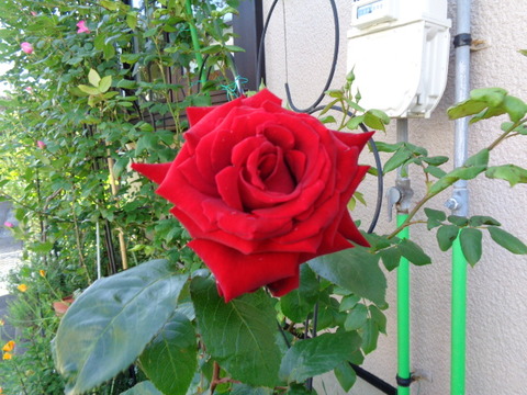 DSC00842