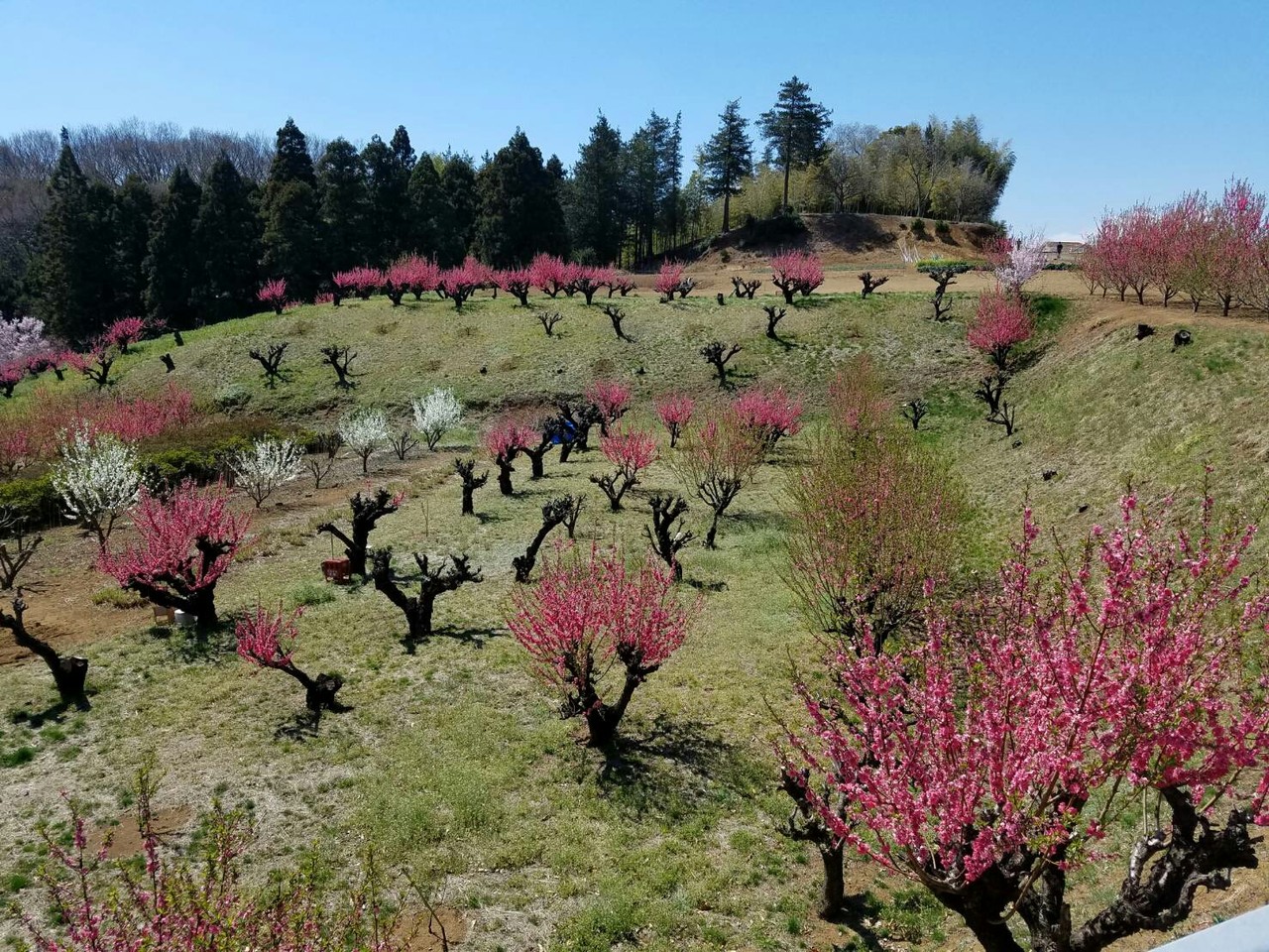 花桃の丘 に行きました 続たまプラーザ日記