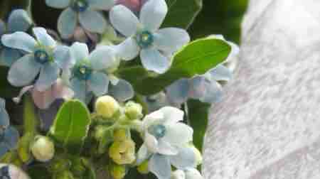 ネットショップ会員様にメルマガはじめます カンボジア黒胡椒クラタペッパーのブログ