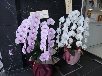 P3036171 - ���ԡ�