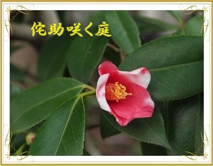 侘助咲く庭 : 花すみれ