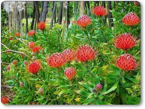 ピンクッション 花すみれ