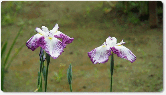 明治神宮 花菖蒲田 花すみれ 明治神宮 花菖蒲田 花すみれ