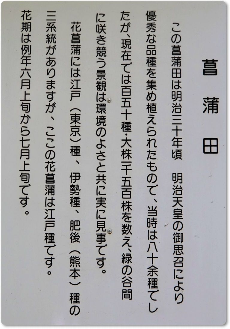 追憶の明治神宮 花すみれ