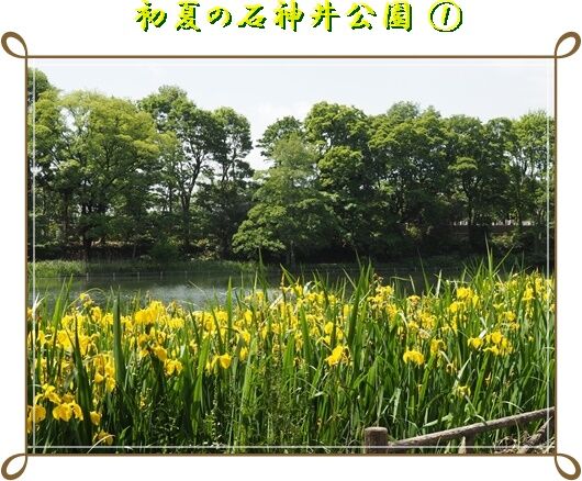 初夏の石神井公園散策 花すみれ