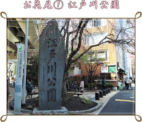 お花見 江戸川公園 花すみれ